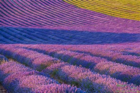 Tour Por Los Campos De Lavanda De Brihuega Y Destiler A Visitas Y