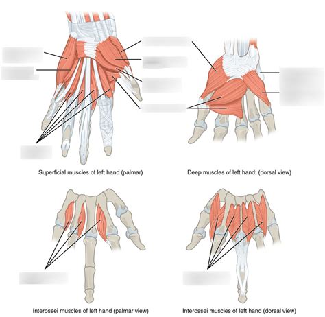 Hand Muscles Labeled Diagram | Quizlet