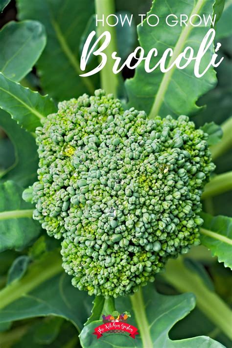 How To Grow Broccoli At Home The Kitchen Garten