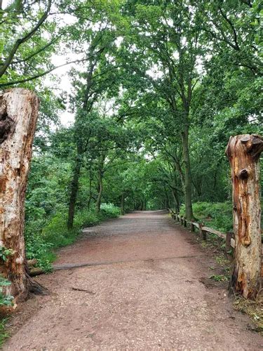 Best Walking Trails In Sherwood Forest Nnr Alltrails