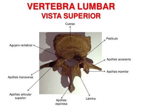 Columna Vertebral