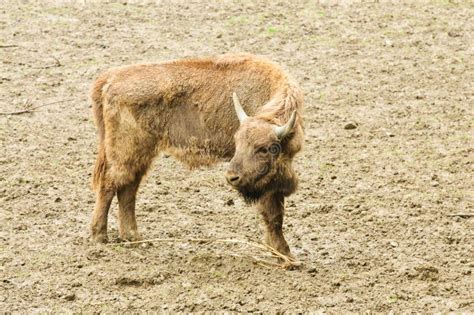 Bison in Their Natural Habitat Stock Image - Image of bull, wisent ...