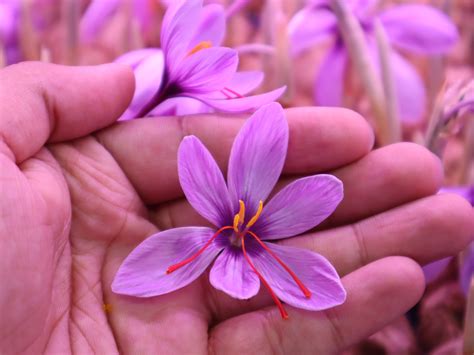 A Complete Guide to Indoor Saffron Farming: From Seed to Harvest - 365Dfarms