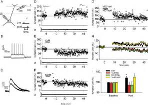 Spike Timing Dependent Potentiation In Layer V Pyramidal Cells Of The