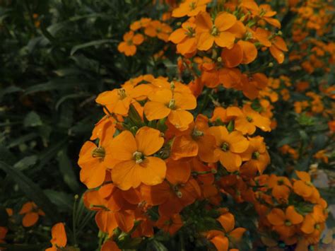 Wallflower Grow Care For Erysimum Rayagarden