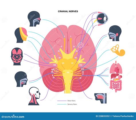 Cranial Nerves Diagram Vector Illustration Cartoondealer