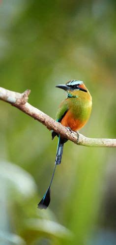 10 El Salvador's National Bird ideas | bird, beautiful birds, pet birds