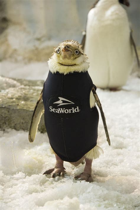 “naked” Penguin At Seaworld Orlando Gets Special Wetsuit Cbs News