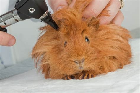 Guinea Pig Lifespan How Long Do Cavies Live How To Extend Their Lifespan