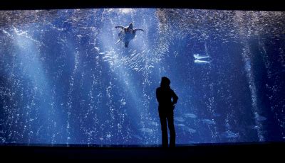 Monterey Bay Aquarium Unveils Open Sea Exhibit