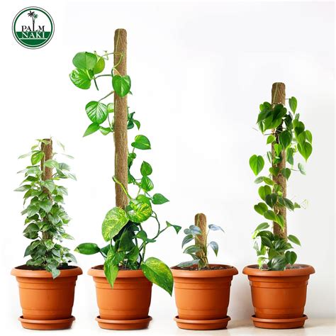 Palm Naki Coconut Coir Totem Pole Plant Support Set Of 4 Coco Coir Vertical Climbing Plant