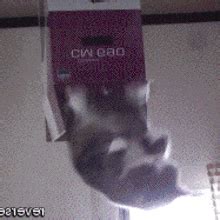 Cat Generator GIF - Cat Generator - Discover & Share GIFs