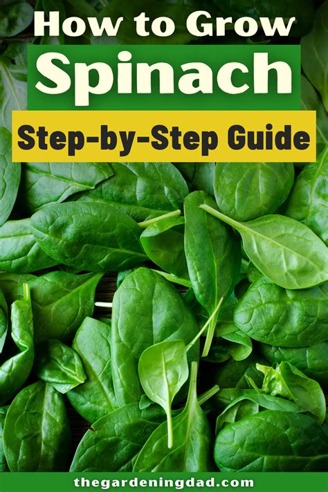 How To Grow Spinach Artofit