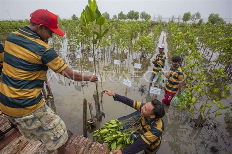 Pertamina Ep Tanam Mangrove Di Pesisir Cirebon Antara Foto