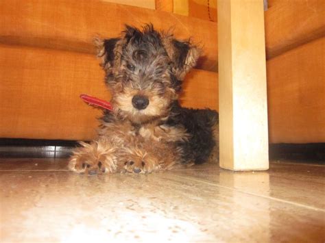 Pin En Welsh Terrier Rita De Cruz Rom N