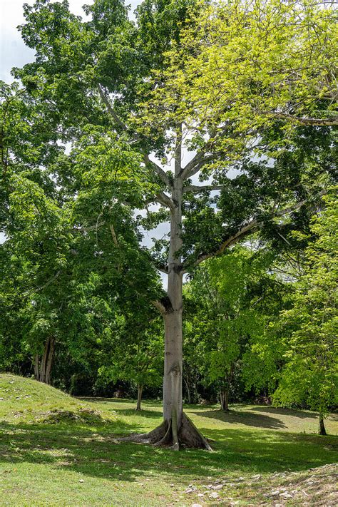 Ein Kapok Oder Ceiba Baum Ceiba Bild Kaufen 13924771 Lookphotos