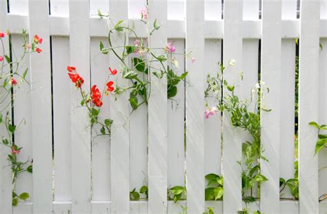 Beautiful Garden Fence Ideas