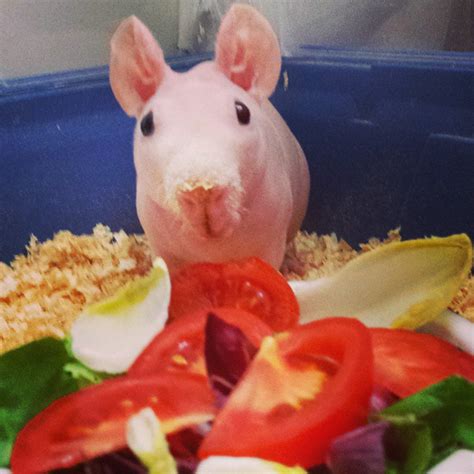 Naked Guinea Pig Poses With His Favorite Food Bored Panda