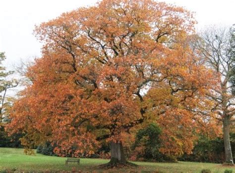 Un Roble Para Cada Jardín Jardines Árboles Y Arbustos Plantas Nativas