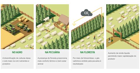 Integração Lavoura Pecuária Floresta Uma alternativa para uma