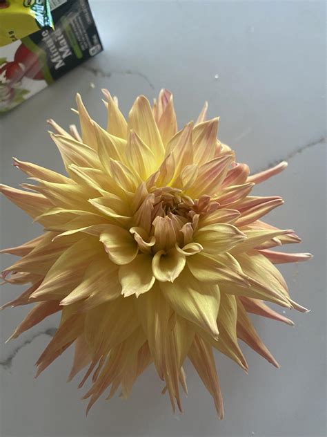 Gargantuan Rdahlias