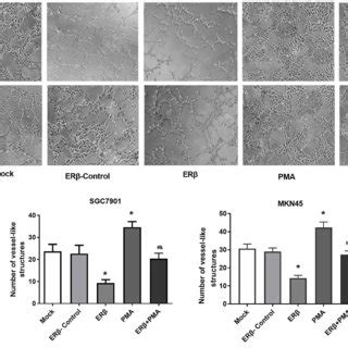 The Angiogenesis Of Human Umbilical Vein Endothelial Cells Huvecs