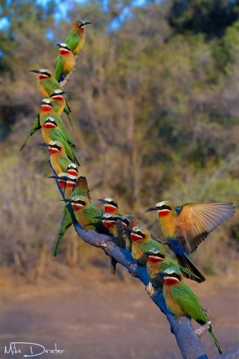 1000+ images about Birds of a Feather Flock Together on Pinterest | The ...