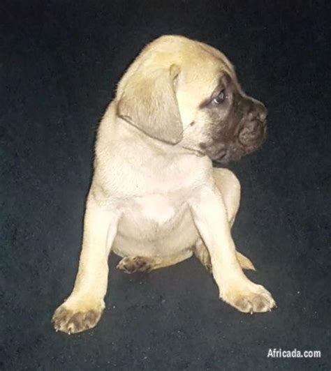Bullmastiff Puppies Dogs Puppies For Sale In Eshowe Kwazulu Natal