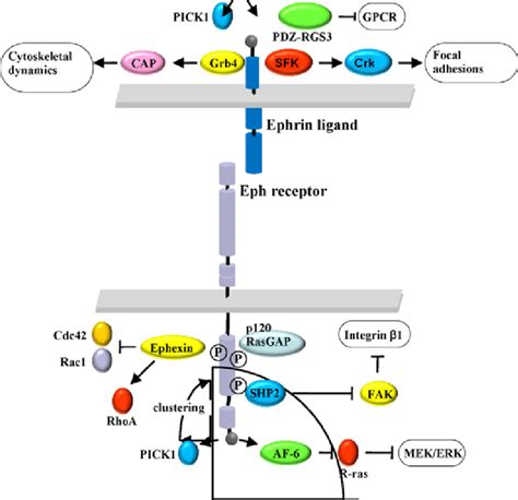 Forward Signaling Via The Eph Receptor And Reverse Signaling Via The