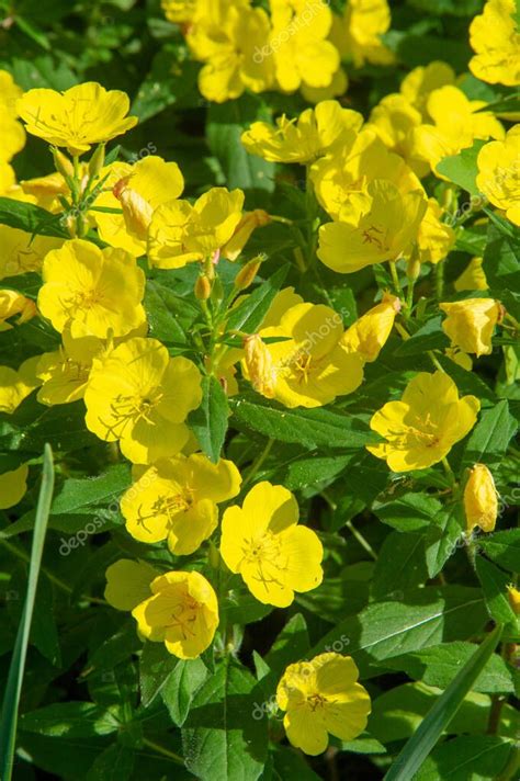 Oenothera Glazioviana Conocida Bajo El Nombre General De Onagra De