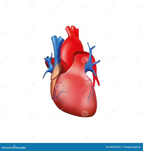 Anatomia Cardiaca Umana Su Sfondo Bianco Illustrazione Vettoriale