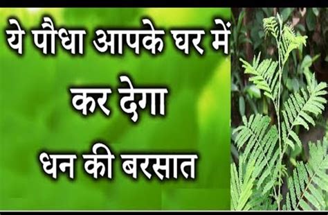 Shami Plant Give Money Success Prosperity Shani Dev घर पर लगाए ये