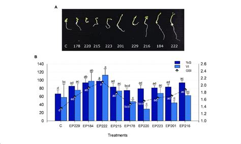 Effect Of Bacterial Strains Isolated From P Incarnata On The Cape