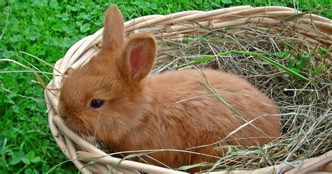 Feeding Your Rabbit : What To Feed And What Not To Feed