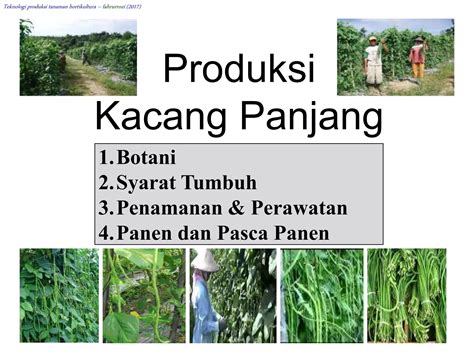 Produksi Tanaman Kacang Panjang Ppt