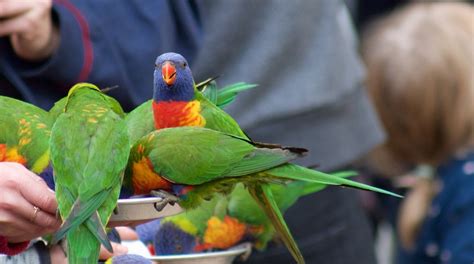 Currumbin Wildlife Sanctuary Tours - Book Now | Expedia