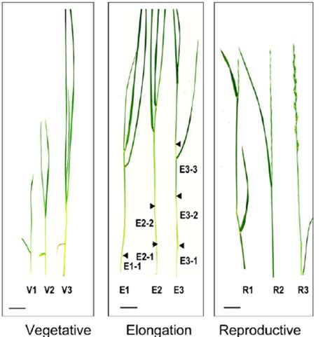 Developmental Stages Of Perennial Ryegrass Plants Download Scientific Diagram