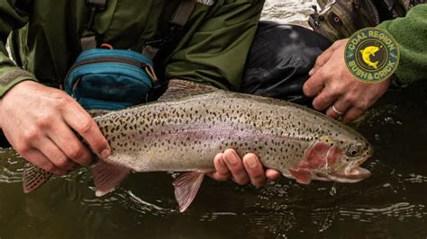 Trout Stocking Schedule Released For Schuylkill County Coal