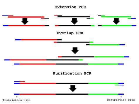 Pcr Overlap Extension Openwetware