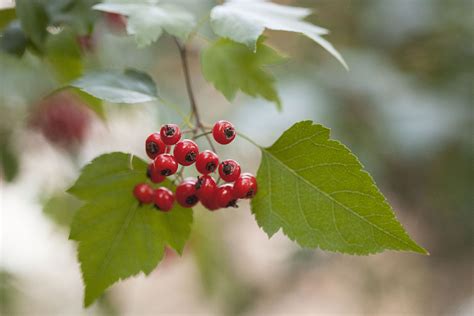 The History Mythology And Offerings Of Hawthorn