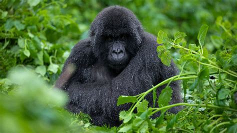 Bwindi Gorilla Tracking From Lake Bunyonyi Uganda Safaris