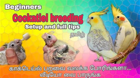 Bigginers Cocktail Breeding Tips Cocktail Hand Feeding Chick How To