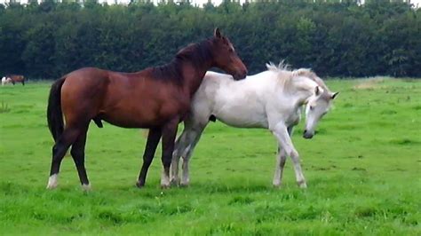 Horses in the field (Stabilized) - YouTube