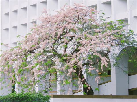 【香港賞花2023】繡球花、櫻花、風鈴木、鬱金香、杜鵑！全港12個賞花地點集合！ 放假去邊 Openholidays