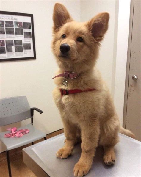 German Shepherd Golden Retriever Mix R Aww