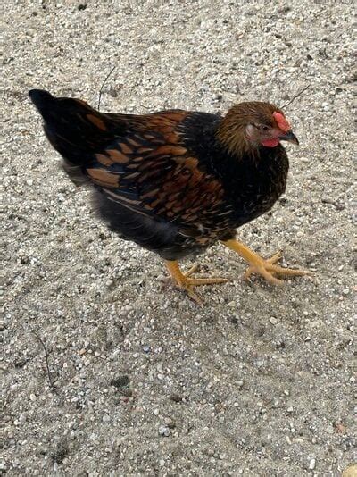 Cockerel Or Pullet Golden Laced Wyandotte Backyard Chickens Learn