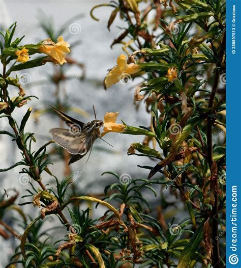 Hummingbird Sphinx Moth in the Blooms Stock Image - Image of gathers ...