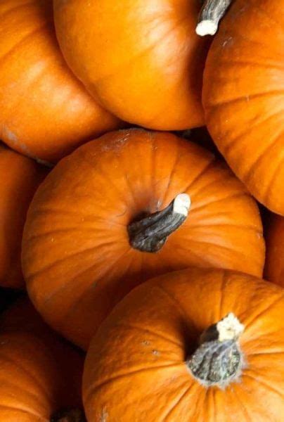 Estos Son Los Datos Curiosos Que No Sabias Sobre La Calabaza Mui