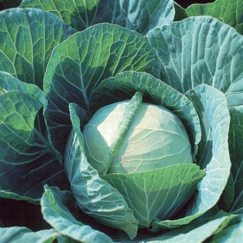 Green Cabbage - Darby Farm