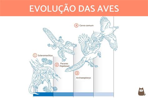 Origem E Evolu O Das Aves Dos Dinossauros At As Aves Atuais